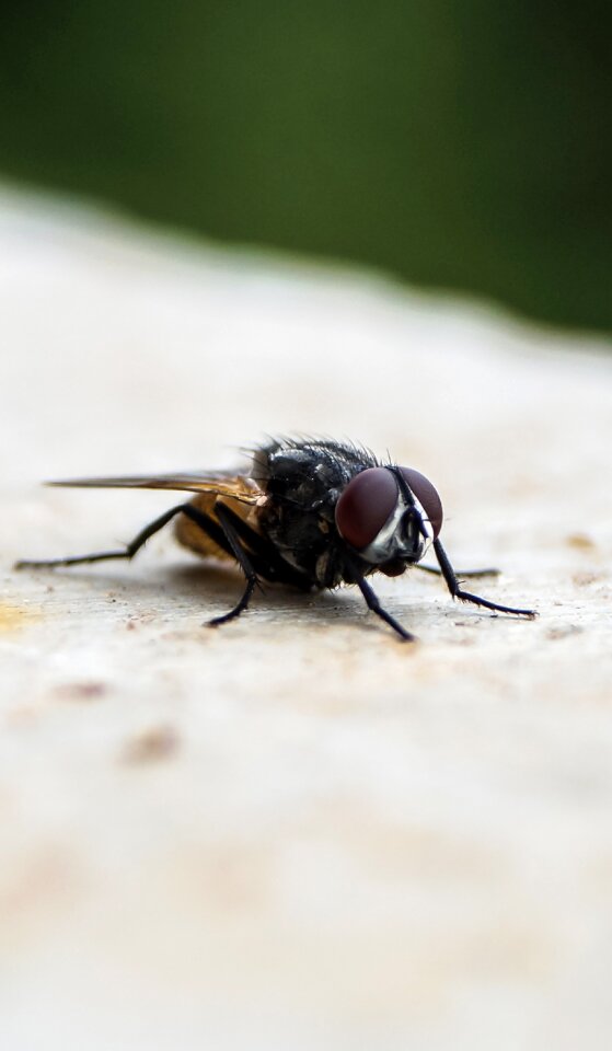 Nature outdoor bug