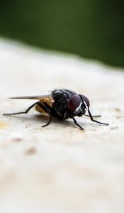 Nature outdoor bug