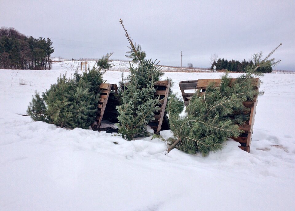 Christmas tree season holiday