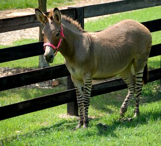 Part donkey part zebra animal