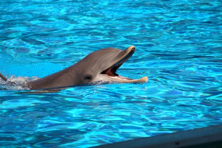 Dolphin water animal life