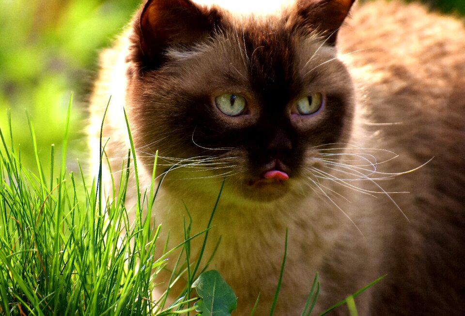 Thoroughbred fur domestic cat