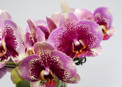 Farbenpracht bloom phalaenopsis orchid photo