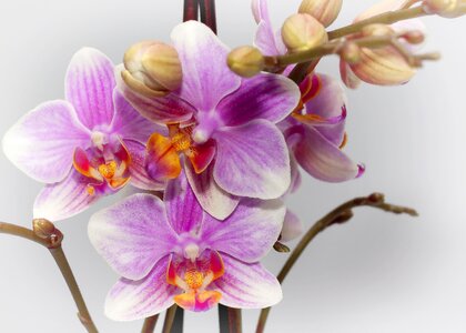 Farbenpracht bloom phalaenopsis orchid