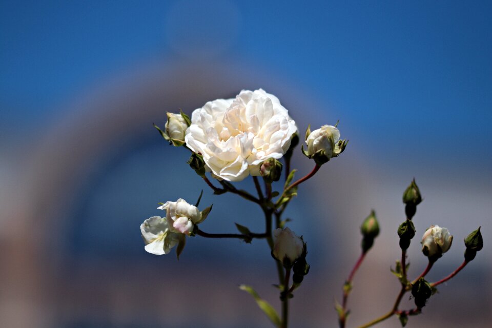 White flower plant blossom