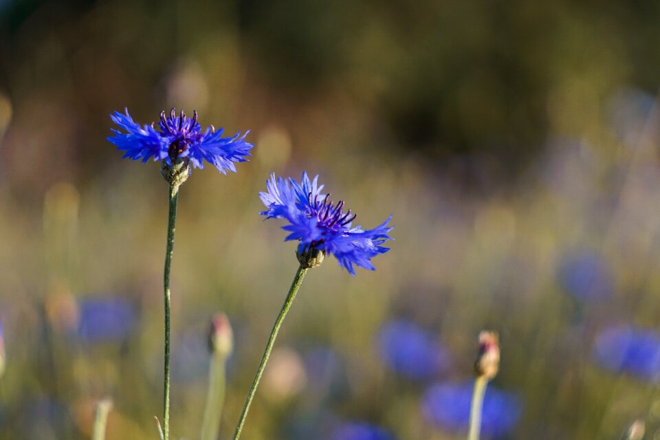 Cornflower centaurea wildflowers