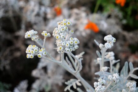 Flower plant the scenery photo