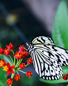 White white black insect photo