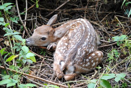 Small fawn newborn