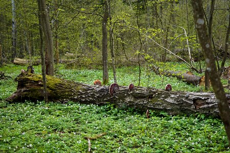 Spróchniały stock mushrooms forest photo