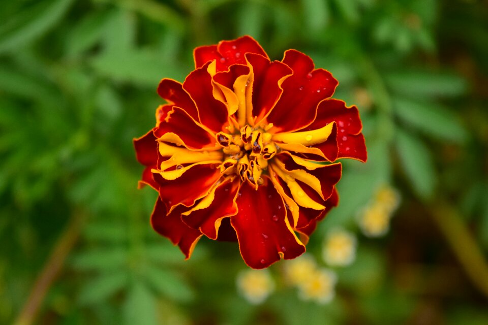 Bloom flower plant