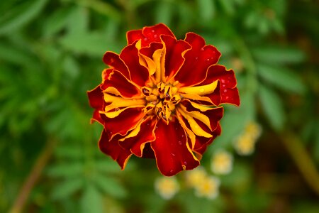 Bloom flower plant