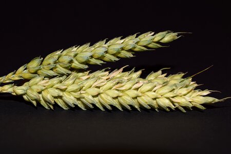 Cereals grain close up photo