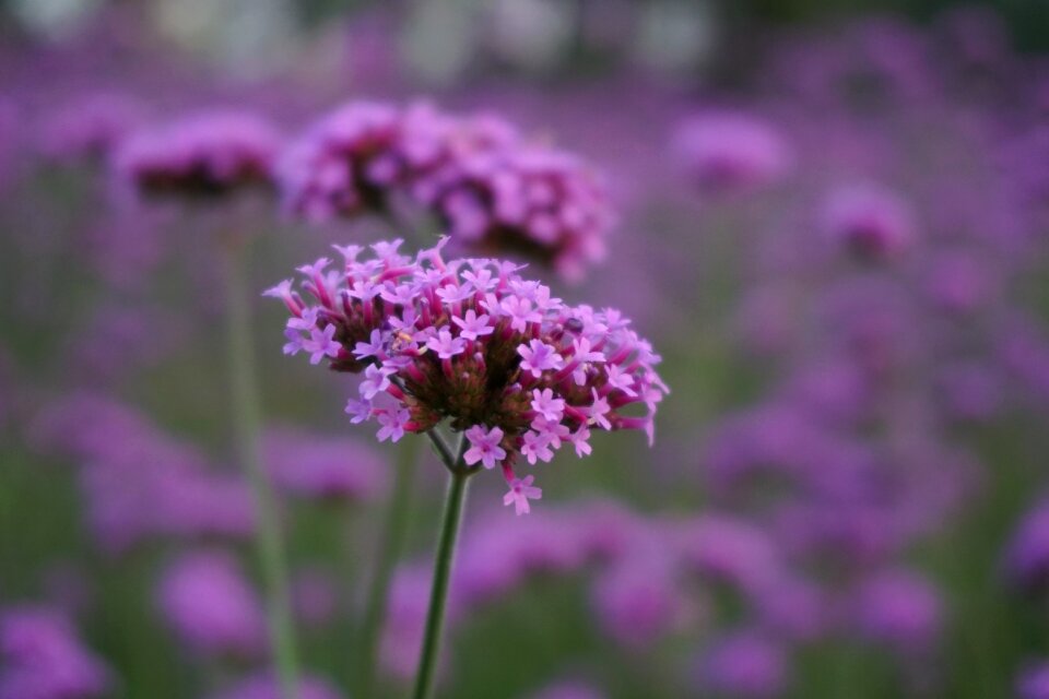 Verbena plant the scenery