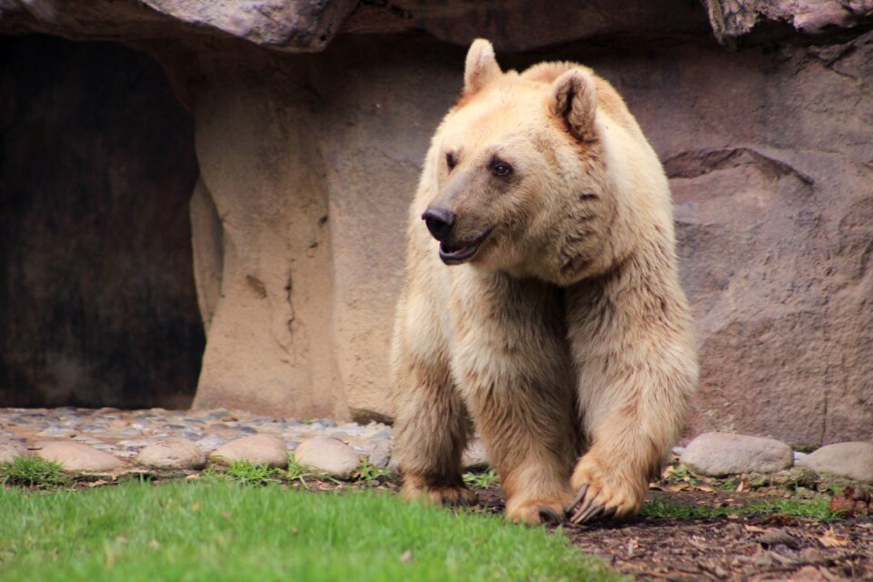 Brown bear nature zoo