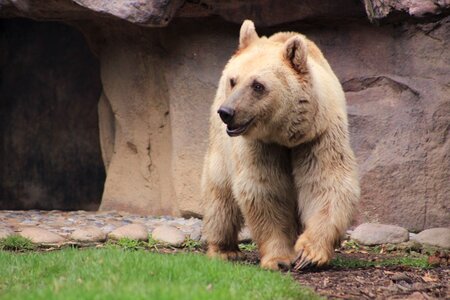 Brown bear nature zoo photo