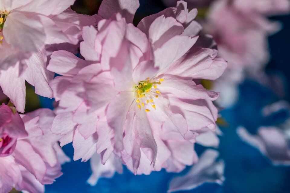 Cherry blossom leaves pink