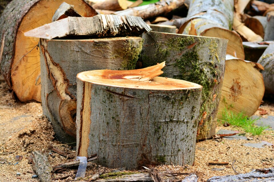 Cut tree tree trunks like