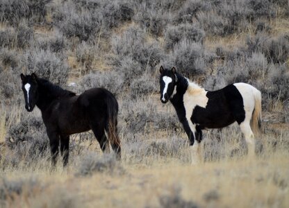 Nature equine wild photo