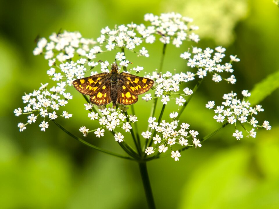 Insect nature animal
