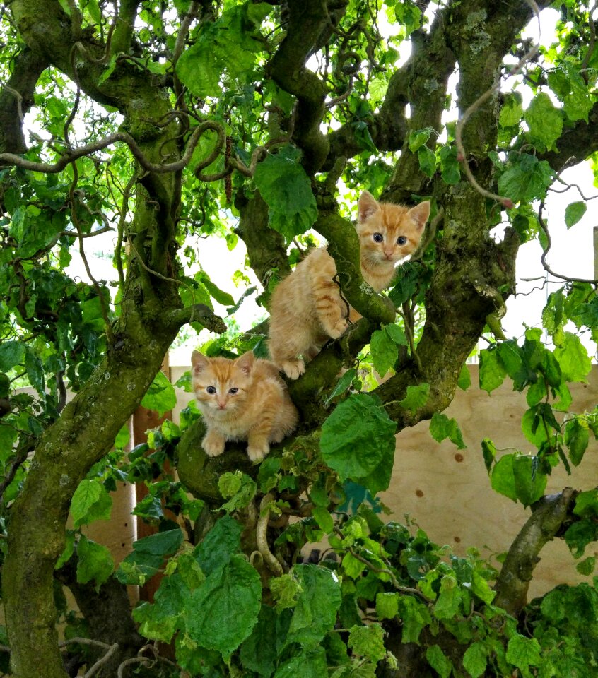Red cat tree hazelnut