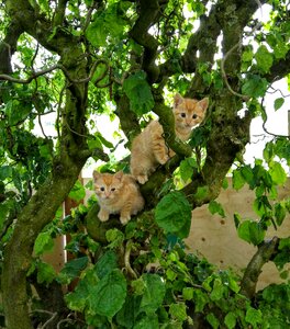 Red cat tree hazelnut
