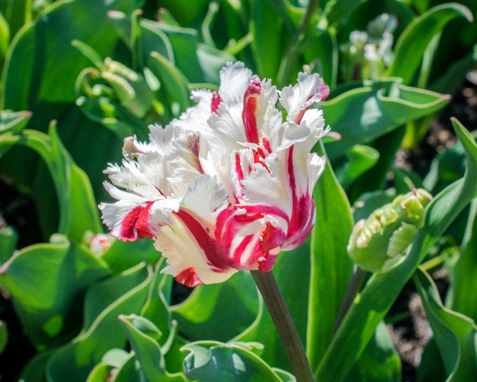 Nature spring bloom