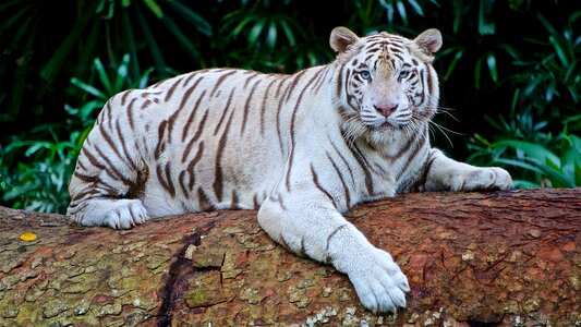 Panthera tigris tigris bengal tiger keysa photo