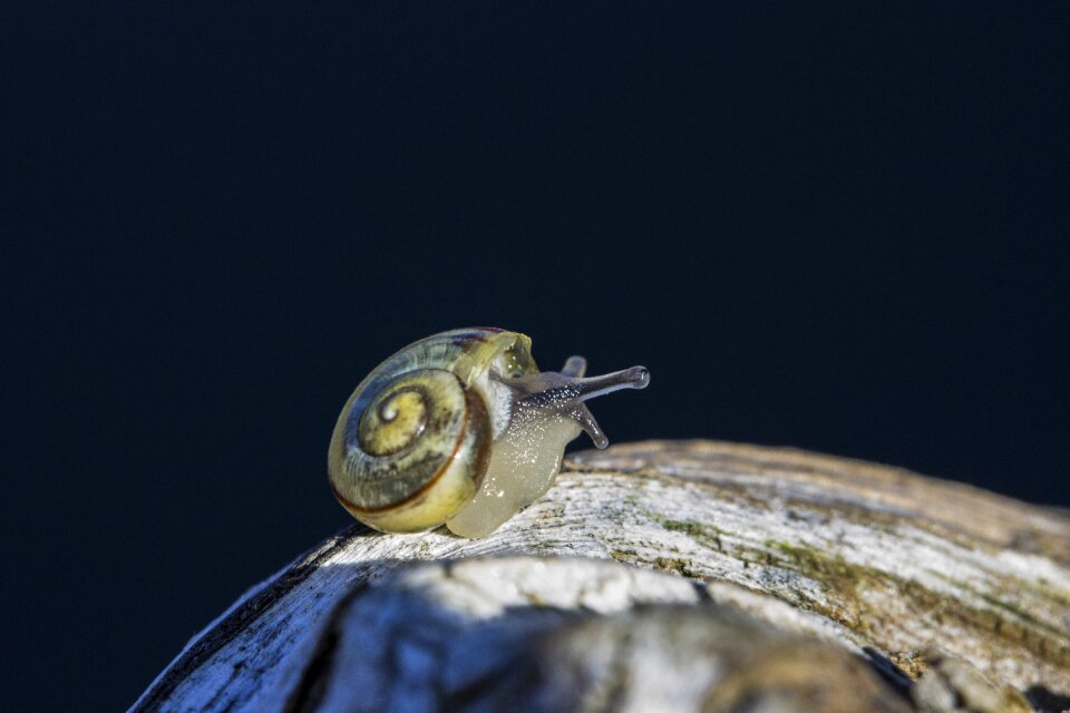 Macro molluscs invertebrates