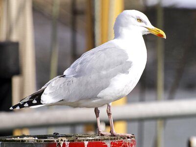 Water bird nature animal