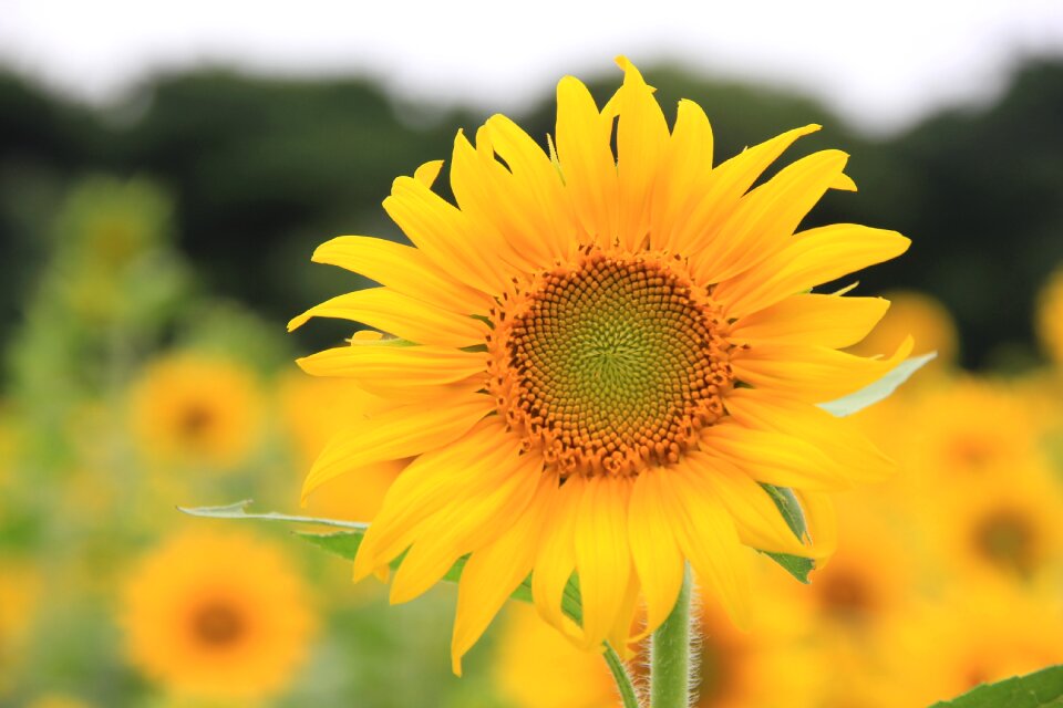 Sunflower let reonpam outing