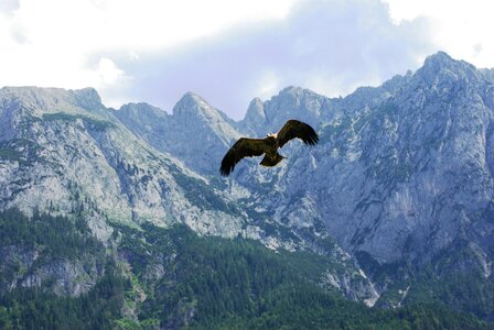 Golden eagle mountains bird