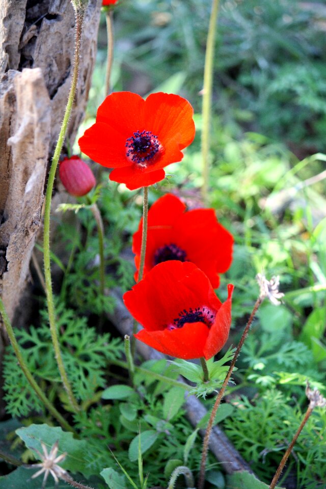 Nature red flower spring