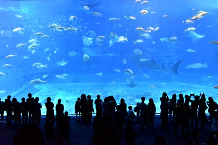 Aquarium water tank okinawa photo