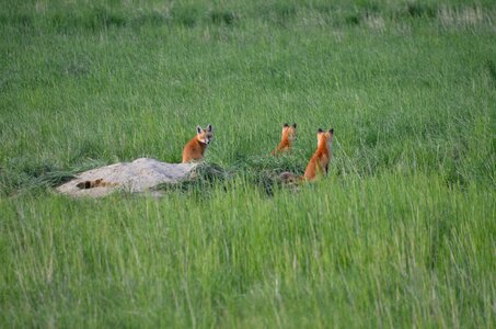 Foxes grass red photo
