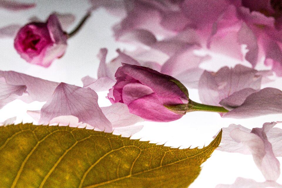 Falling leaves blossom bloom