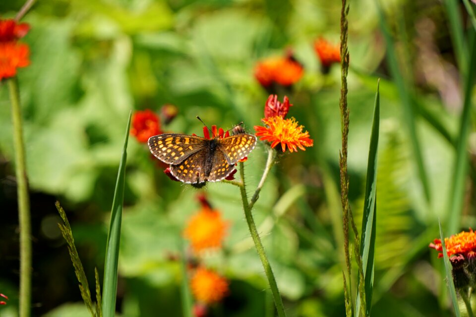 Orange animal insect photo