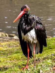 Bird nature animal