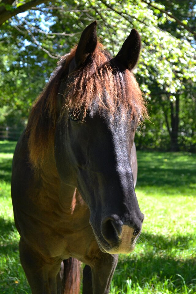 Pasture gelding quarter horse