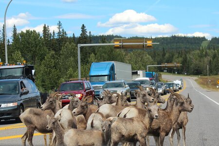 Alberta canada goat photo