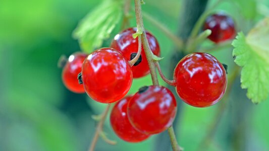 Red currant fruits red