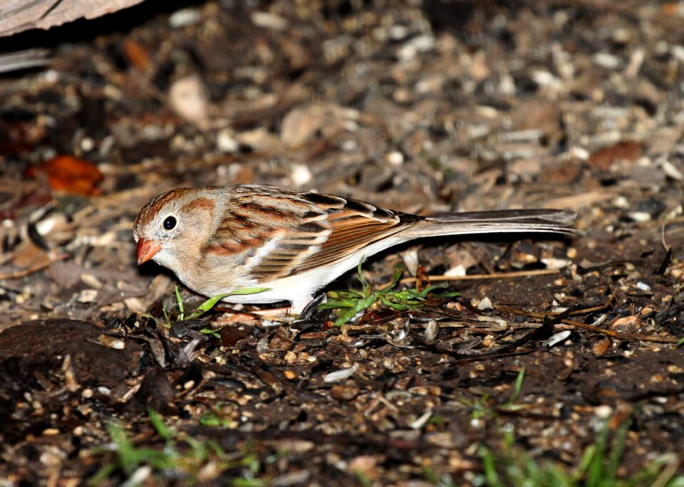 Cute feather finch photo