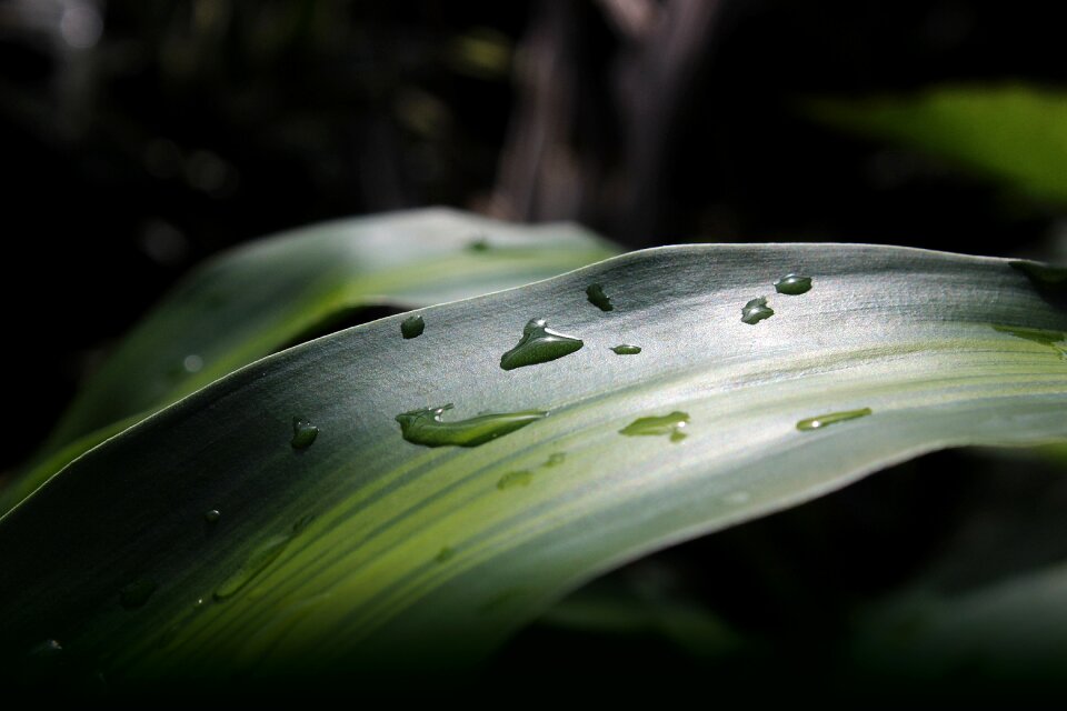 Green plant forest