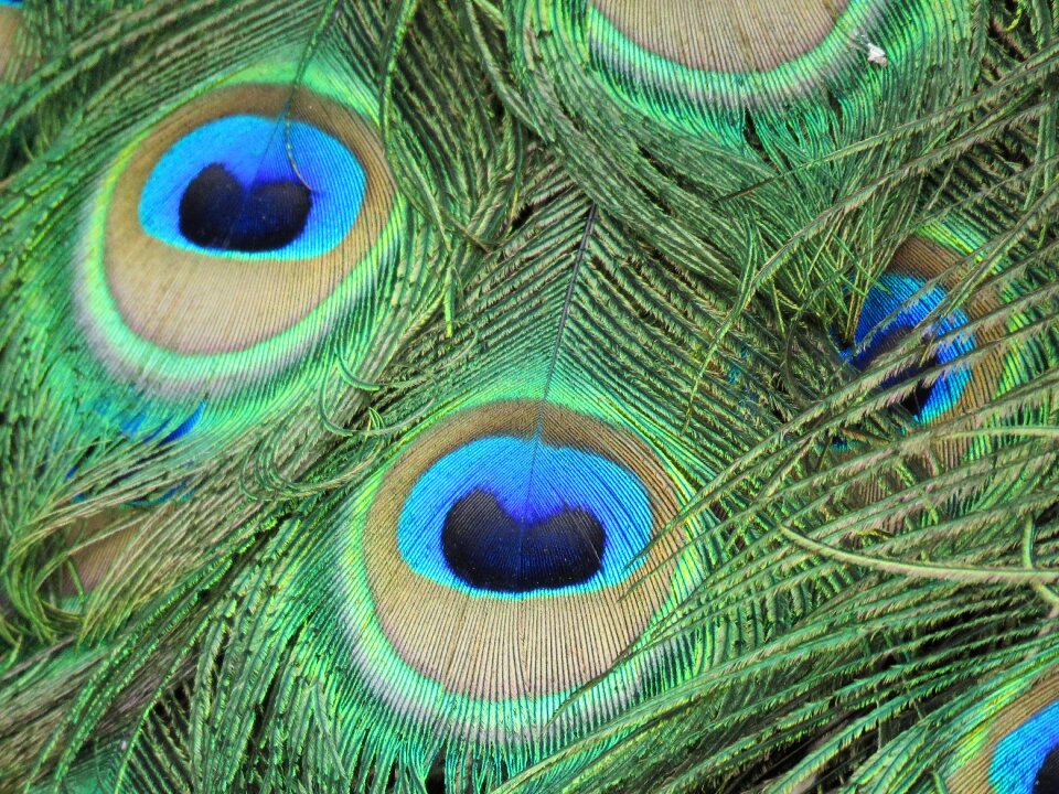 Colorful peacock feather peafowl
