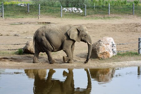 Elephant african elephant loxodonta africana photo