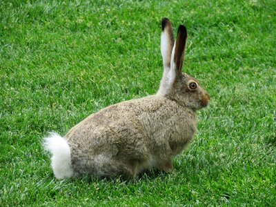 Mammal bunny wild photo