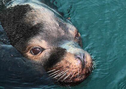 Sea seal water