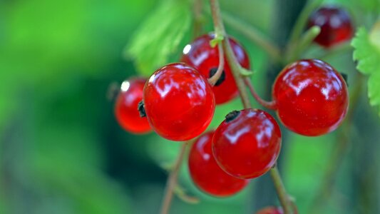 Red currant fruits red