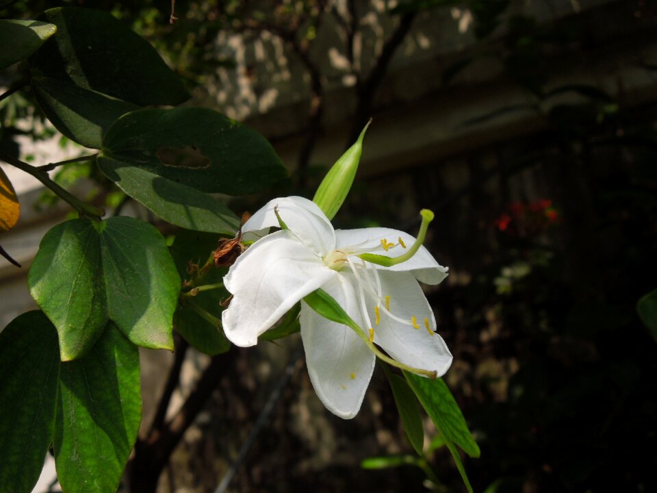 Bright soft garden
