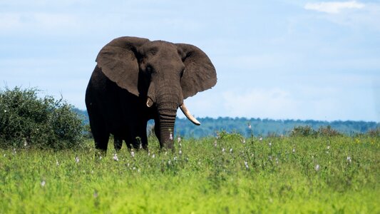 Grass green african bush elephant photo